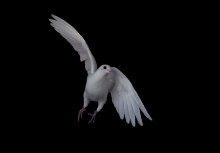 White dove flying turning left isolated at blackの写真素材