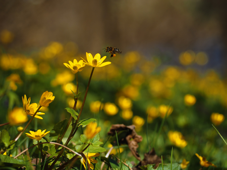 Bee flying into the bright yellow flower at meadow at the sun