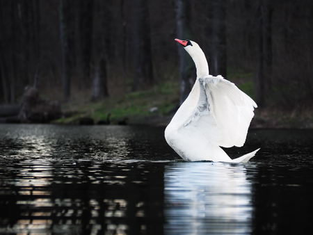 White swan landing at the dark lake with beautiful white wingsの写真素材