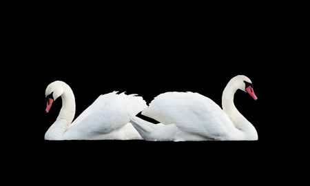 White swans in a beautiful figure isolated at blackの写真素材