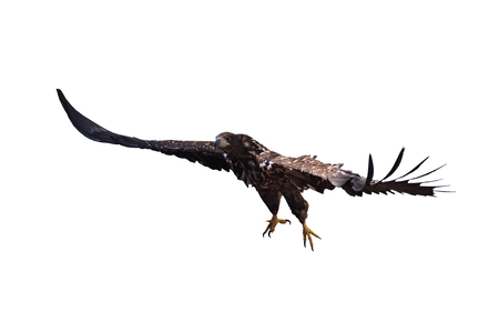 Eagle in flight takes off isolated at the whiteの写真素材