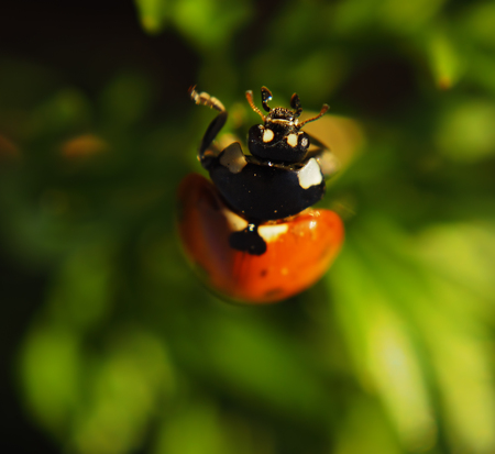 Ladybug red spotted climbing up the green grass at sunの写真素材