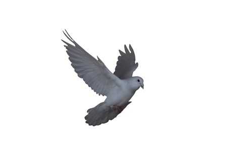 White dove in the flight isolated at white side view flying to the rightの写真素材