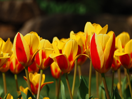 Yellow tulips close upの写真素材