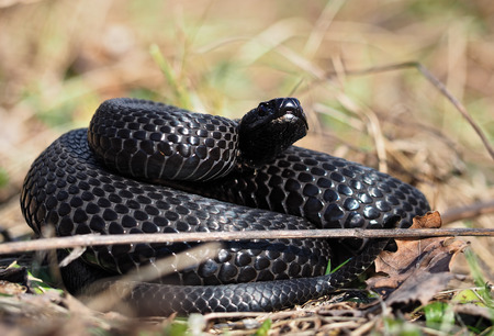 Black snake hiding at the grass at the sun curled up in ballの写真素材
