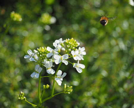 Bee flying near white flowersの写真素材