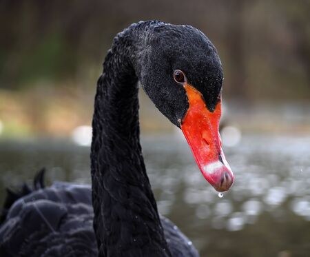 Black swan sweams greasfully at the blue lake close-up looking at cameraの写真素材
