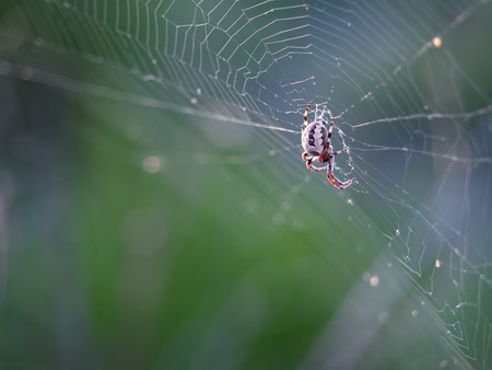 Spider at the net close-up colorful right cornerの写真素材