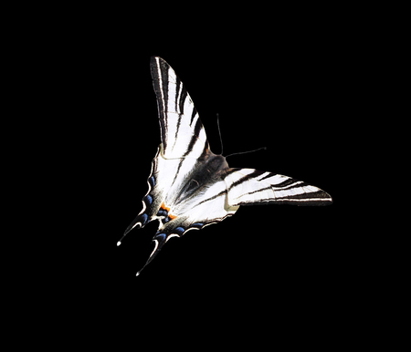 Butterfly papolio machaon in flght isolated at the blackの写真素材