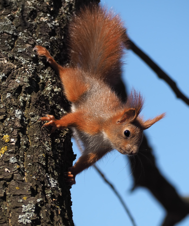 Squirrel cute red at the tree climbing down
