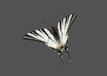 Butterfly papolio machaon in the flght isolated at the greyの写真素材
