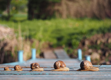 Snails family trip racing fast in one rowの写真素材