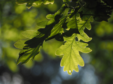 Oak leaves green  close-upの写真素材