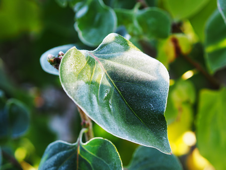 Frozen icy leaf at the groundの写真素材
