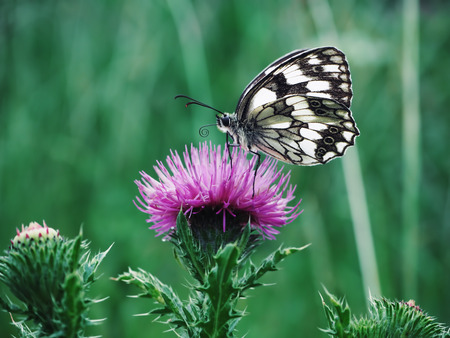 Butterfly galathea melanargia at the green grass cuteの写真素材