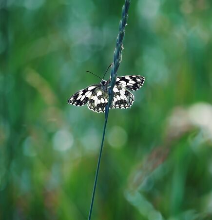 Butterfly galathea melanargia at the green grass cuteの写真素材