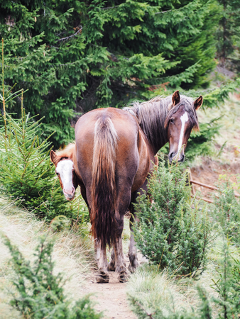 Horse at the Carpatian mountainsの写真素材