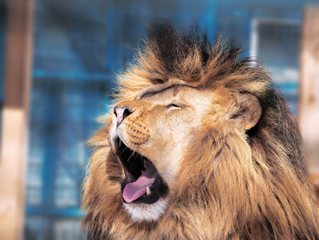 Lion close-up with clever eyes の写真素材