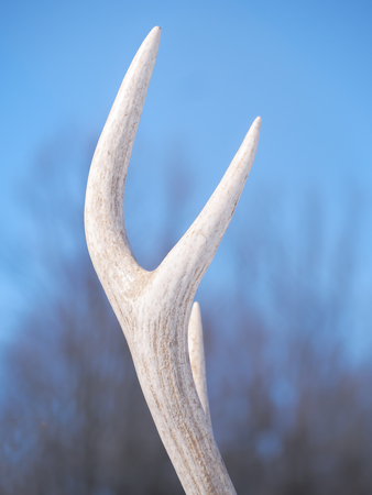 Deer horn at the snowy forest at the sun close-upの写真素材