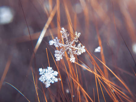 Snowflake beautifull on the colorful background macro