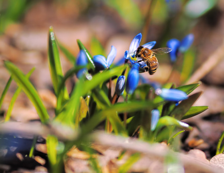 Bumble bee at snowdrops at spring