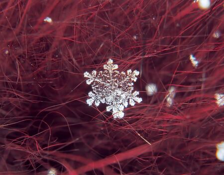 Snowflake beautifull on the colorful background macro