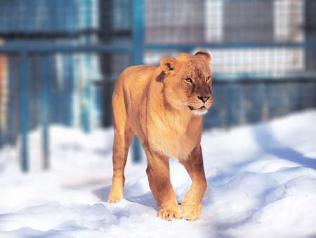 Lion close-up with clever eyes の写真素材