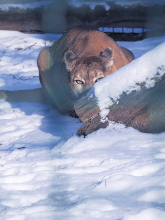 Puma at the snow dangerous close-upの写真素材