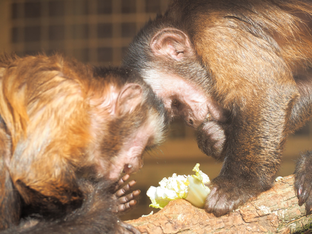 Monkey red at the sun close upの写真素材