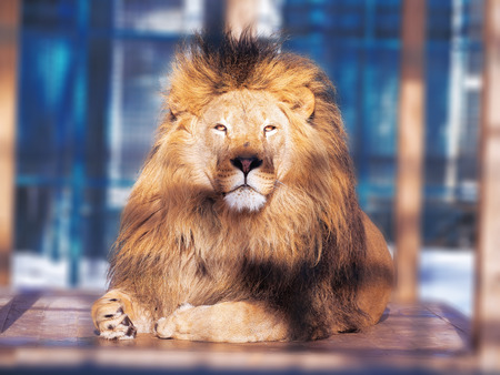 Lion close-up with clever eyes の写真素材