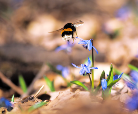 Bumble bee at snowdrops at springの写真素材