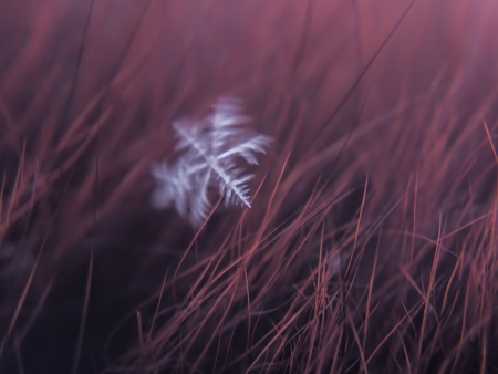 Snowflake beautifull on the colorful background macroの写真素材