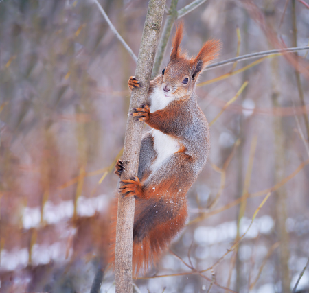 Squirrel at the snowy forestの写真素材