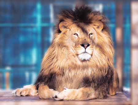 Lion close-up with clever eyes の写真素材
