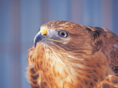 Eagle brown serious head  close-upの写真素材
