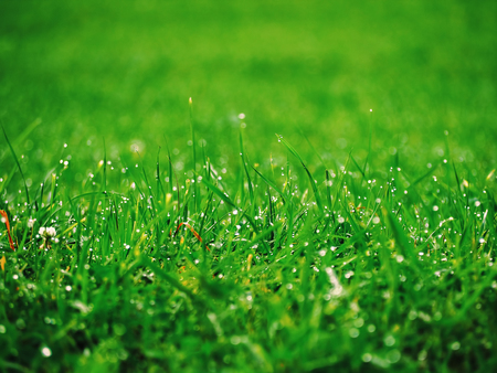 Green grass with water dropsの写真素材