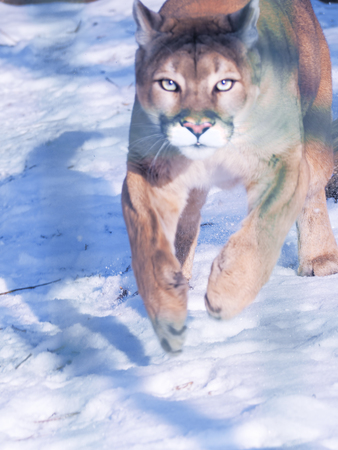 Puma at the snow dangerous close-upの写真素材