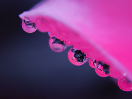 Macro flower with water dropsの写真素材