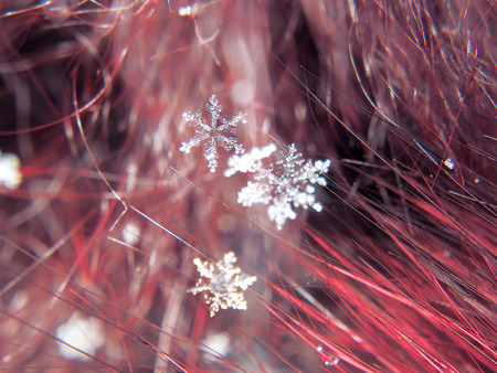 Snowflake beautifull on the colorful background macroの写真素材