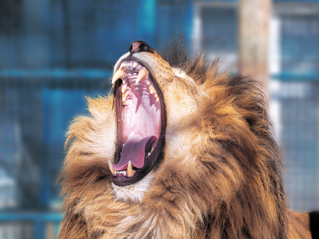 Lion close-up with clever eyes の写真素材