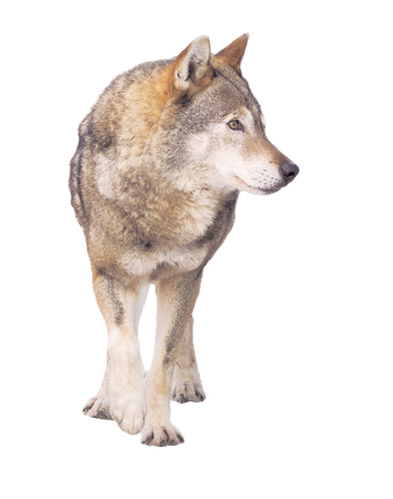 Wolf running grey full size cuteの写真素材