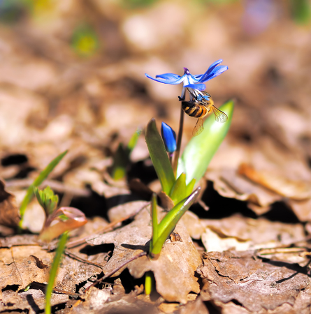Bumble bee at snowdrops at springの写真素材