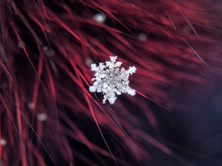 Snowflake beautifull on the colorful background macroの写真素材
