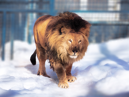 Lion close-up with clever eyes の写真素材
