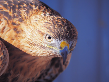 Eagle brown serious head  close-upの写真素材