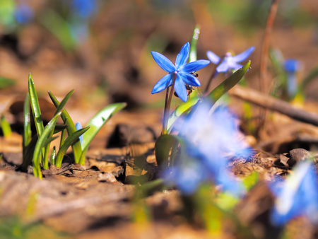 Bumble bee at snowdrops at springの写真素材