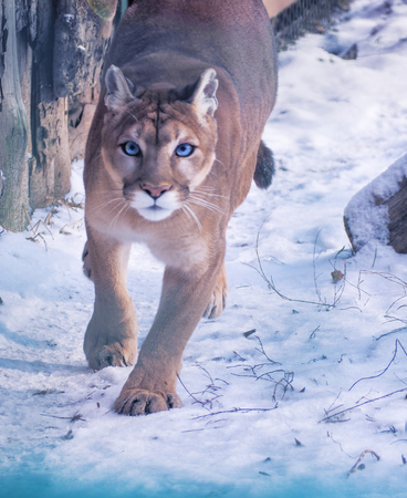 Puma at the snow dangerous close-upの写真素材
