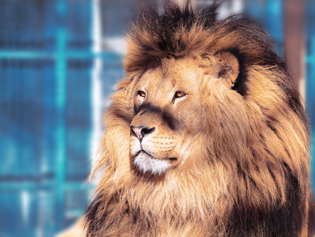 Lion close-up with clever eyes の写真素材