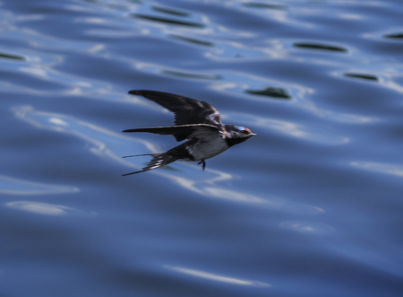 Swallow at the flight over the lakeの写真素材