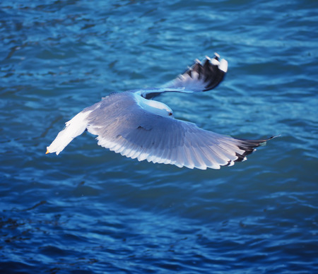 Seagul flying over the sea near the mountainsの写真素材